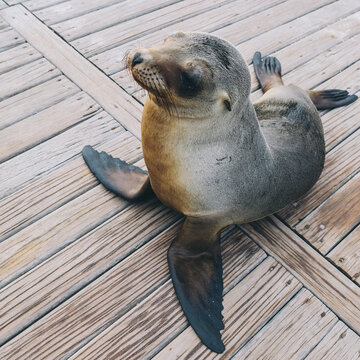 Galapagos Sea Lion Pup