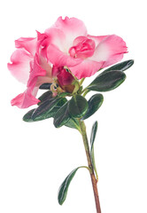 azalea branch with large pink two blooms on white