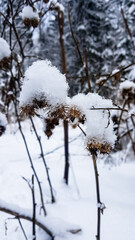 Snow-covered forest and dead bushes. Russian winter.