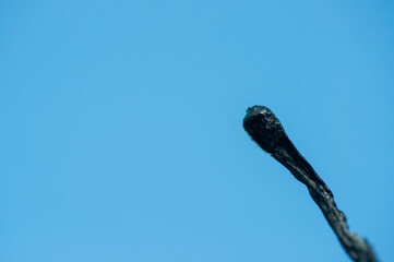 an extinguished match in his hand on a blue background