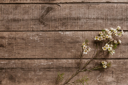 A Small Bunch of White Flowers on a Wooden Texture
