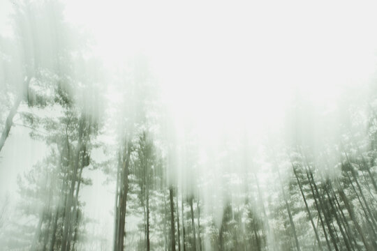 Abstract, conceptual environment landscape of green pine trees in the fog
