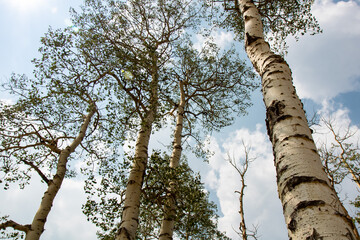 Fototapeta premium Aspen grove near Kebler Pass