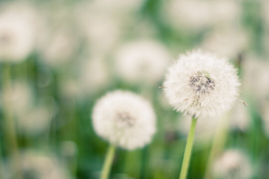 Closeup of dandelion puffs in a field
