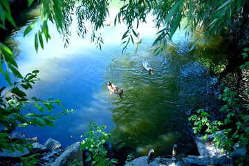 two ducks and a swan on the river, as a texture for the background, wallpaper