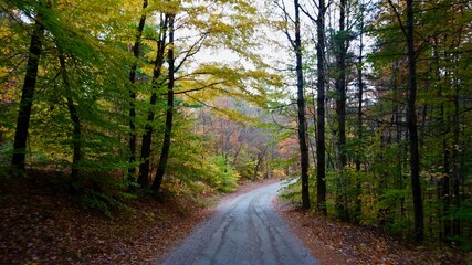 Fototapeta premium forest, road, trees, autumn, nature, path, tree, landscape, woods, green, fall, wood, leaves, park, fog, foliage, summer, light, countryside, mist, footpath, trail, grass, yellow, rural