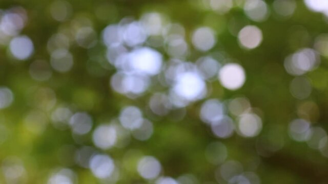 Windy day. Beautiful big bokeh effect of the sun rays glistening and filtering through the leaves of the trees. Views from below of the branches. Magical, dynamic effect. 