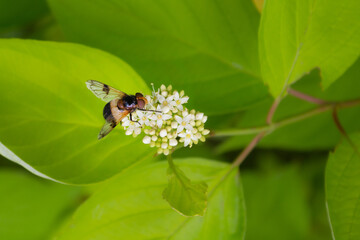 Striped hoverfly on white small flowers among green leaves. Macro.