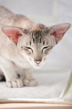 Friedrich The Siamese Cat
