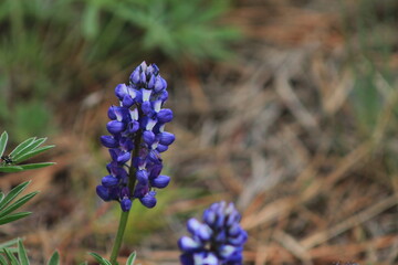 Wild Lupines