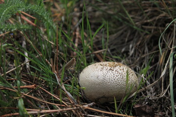 Puff Ball Mushroom