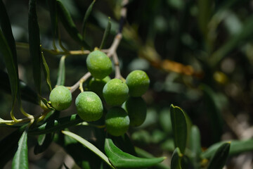 Close up of green olives hanging on branch on olive tree with green leaves