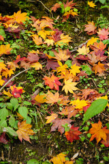 autumn maple leaves on the ground