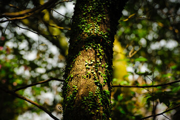 tree in the forest