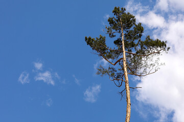 Beautiful one single tree in the forest standing hight against blue sky and white fluffy clouds, one pine tree on a background of blue sky