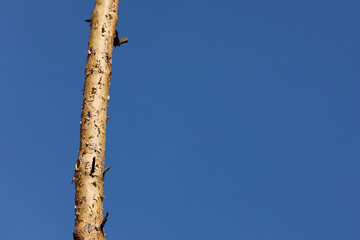 one pine tree on a background of blue sky