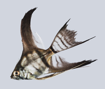 รูปภาพAngel-Fish – เลือกดูภาพถ่ายสต็อก เวกเตอร์ และวิดีโอ289 | Adobe Stock