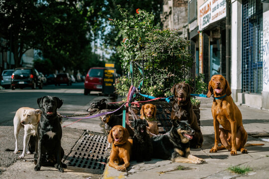 Dogs on the prowl