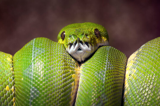 Green Tree Python