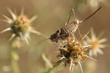 Steropleurus perezii - thistles 