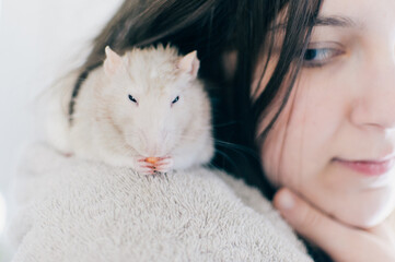 pet rat on shoulder eating cereal