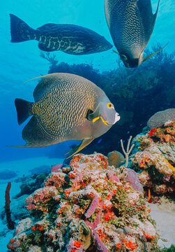 Angelfish (Holacanthus ciliaris), Cozumel, Mexico, Caribbean, North America