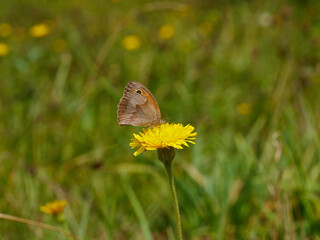 Una farfalla su un fiore giallo in un prato verde