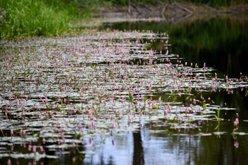 flowers in the water