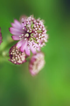 Extreme close-up of pink masterwort (Astrantia major Primadonna) flowers in bloom on blurred background
