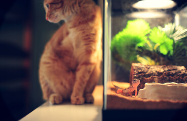 Cat with Leopard Gecko