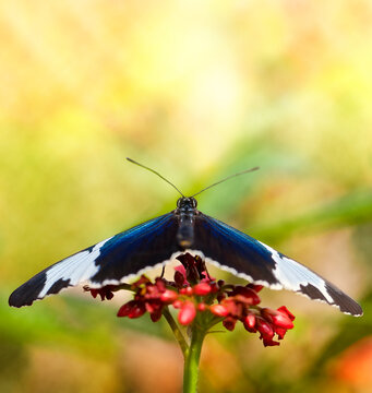 Sapho Longwing Butterfly Macro on Flowers