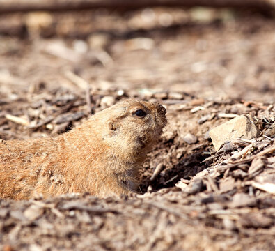 Prairie Dog Closeup Burrowed in a Hole in the Ground
