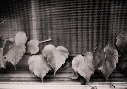 Heart Shaped Leaves in Black and White