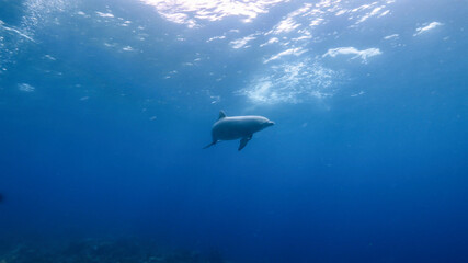 Dolphin swim in turquoise water of coral reef in Caribbean Sea / Curacao
