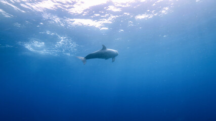 Dolphin swim in turquoise water of coral reef in Caribbean Sea / Curacao