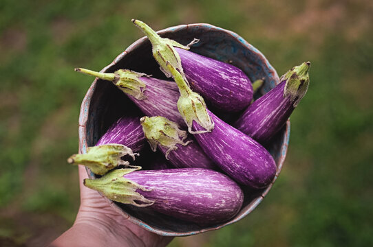hand holding rustic bowl of eggplant