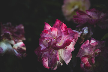 white-pink rose in a summer garden against a background of green leaves