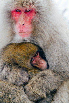 Japanese macaque (Macaca fuscata) / Snow monkey, mother and baby keeping warm in the snow, Joshin-etsu National Park, Honshu, Japan