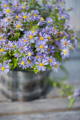 Symphyotrichum novi-belgii beautiful delicate flowers in an old vase in the open air in the garden on the table.