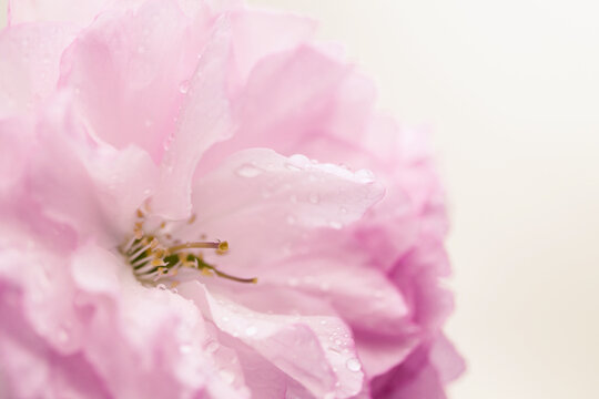 Macro Of Cherry Blossom Bloom In Spring
