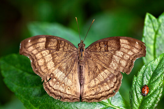 Chocolate Pansy Butterfly Macro Shot Alongside a Ladybug
