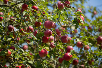 Ripe apples on a tree in the autumn garden. Orchard, harvest