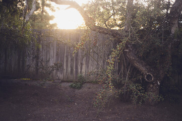 A weathered tree and fence in the late afternoon sun with red berries