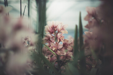 Orchids in muted pink tones