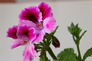 Beautiful large pink flowers of the Aristo Pink Royal Pelargonium Grandiflora on a neutral background close-up.
