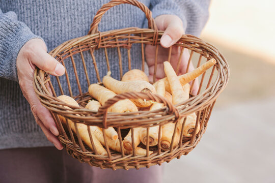 Man wearing a sweater holding a basket filled with parsnips outdoors
