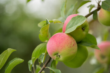 Apples ripen on an apple tree on a summer day. Close-up, selective focus.