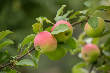 Apples ripen on an apple tree on a summer day. Close-up, selective focus.
