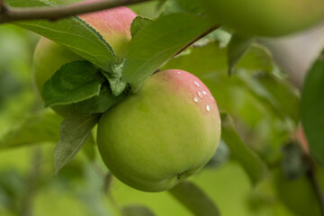 Apples ripen on an apple tree on a summer day. Close-up, selective focus.