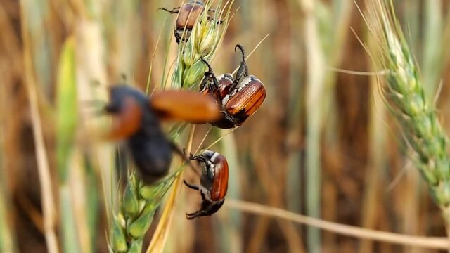 Scarab Beetle on Wheat Ears, a harmful Pest of Cereal Crops, Anisoplia Austriaca